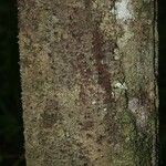 Lacmellea aculeata Lubje