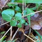 Cardamine impatiens ᱥᱟᱠᱟᱢ