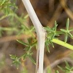 Asparagus aphyllus Bark