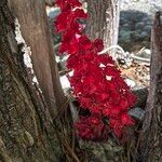 Sarcodes sanguinea Flower