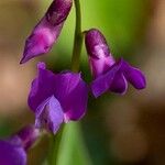 Lathyrus vernus Цвят