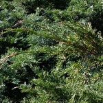 Juniperus sabina Liść