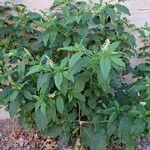 Phytolacca americana Агульны выгляд