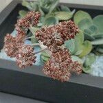 Crassula cotyledonis Fruit