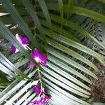 Spathoglottis unguiculata Leaf