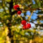 Crataegus persimilis Фрукт