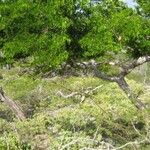 Guaiacum officinale Habit