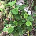 Cistus creticus Leaf