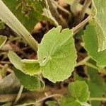 Abutilon pannosum ഇല