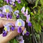 Wisteria floribundaЦветок