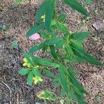 Lysimachia lanceolataFlower