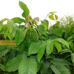 Juglans regia पत्ता