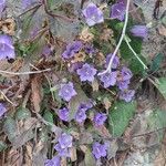 Campanula pelviformis Hábito