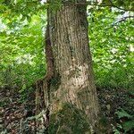 Juglans nigra Ekosanga