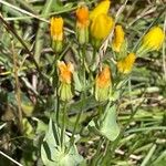 Blackstonia perfoliata Virág