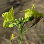 Brassica fruticulosa Flower