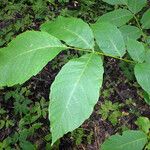 Juglans regia Fuelha