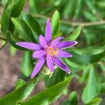 Grewia occidentalis Flower