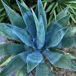 Agave shaferi Blad