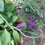 Stachytarpheta jamaicensis Flower