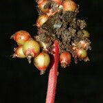 Psychotria densinervia Fruit