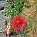 Calliandra tweediei Floare