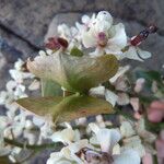 Cerberiopsis neriifolia Bloem