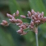 Fimbristylis cymosa Floro