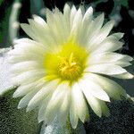 Astrophytum myriostigma 花