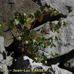 Euphorbia variabilis Hábito