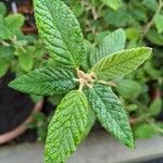 Pomaderris racemosa 葉