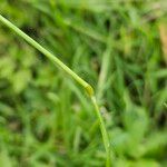 Poa pratensis Rusk