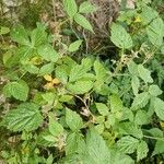 Rubus idaeus आदत