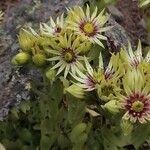 Sempervivum grandiflorum പുഷ്പം