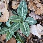 Goodyera pubescens Leaf