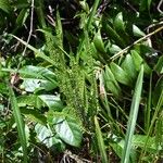 Lindsaea stricta Habitus