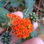 Lantana camara 花