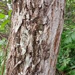 Terminalia brownii Bark