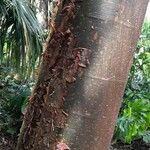 Bursera simaruba പുറംതൊലി