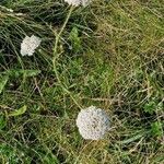 Visnaga daucoides Hábitos