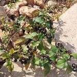 Solanum nigrum Frugt