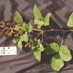 Rubus andegavensis Annet