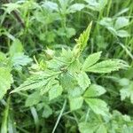 Geum urbanum Leaf