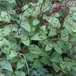 Persicaria virginiana Hoja