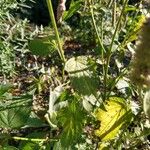 Agastache rugosa Likasa