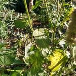 Agastache rugosa Fulla