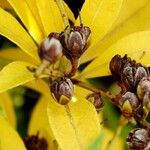 Pieris japonica Blüte