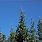 Abies concolor Облик