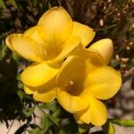 Freesia corymbosa 花