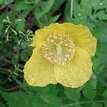 Papaver cambricum Blomma